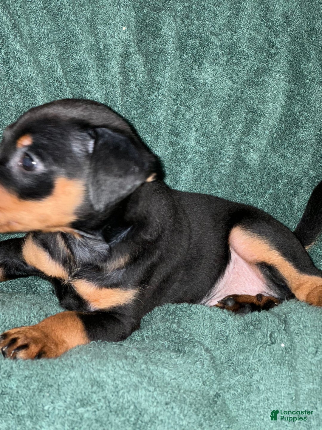 Miniature Pinscher dogs for sale: Onyx - Image 6