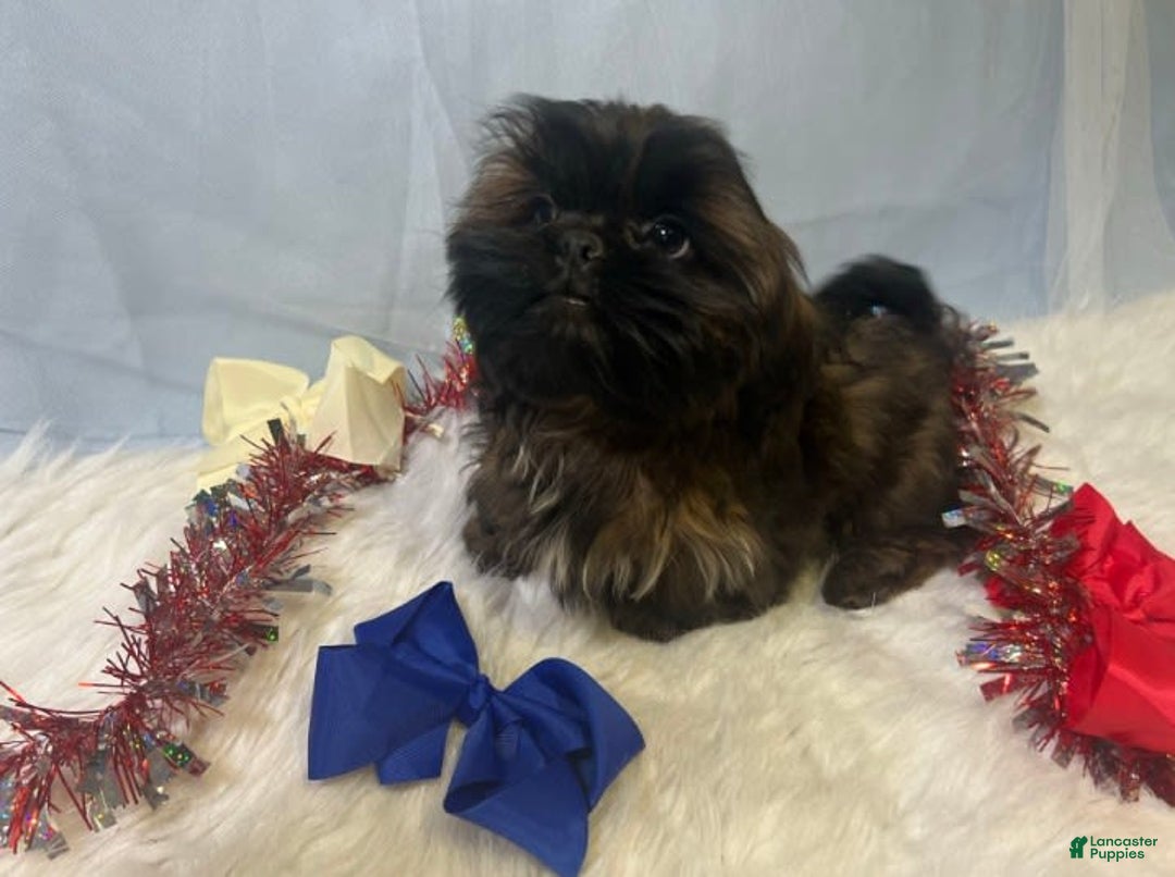 Shih Tzu dogs for sale: June Bug Brown - Image 13