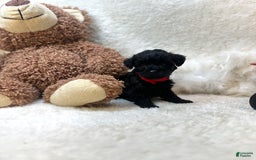 Morkie dogs for sale: Xander - Image 9