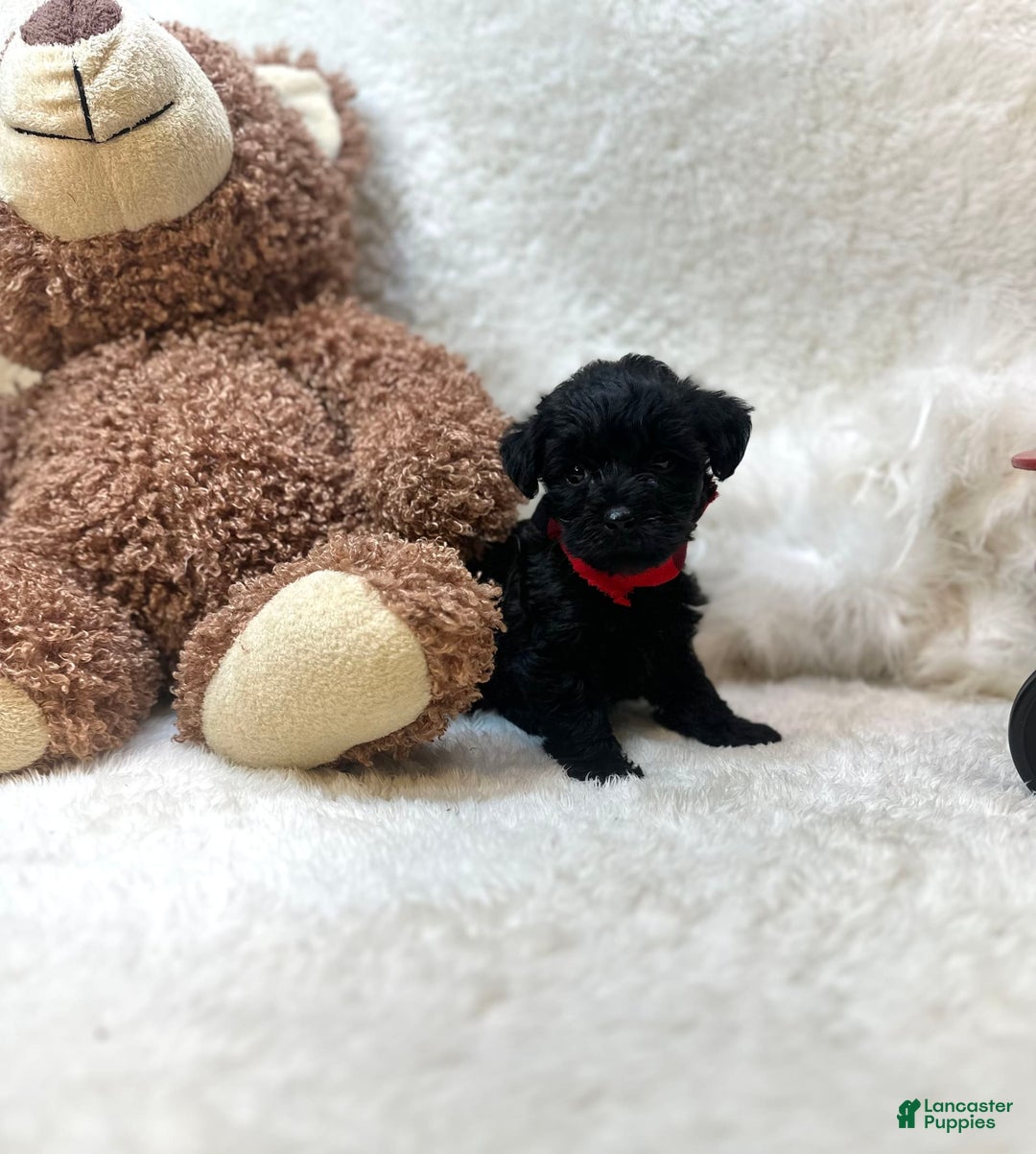 Morkie dogs for sale: Xander - Image 9