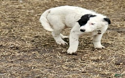 Border Collie dogs for sale: Divvy - Image 18