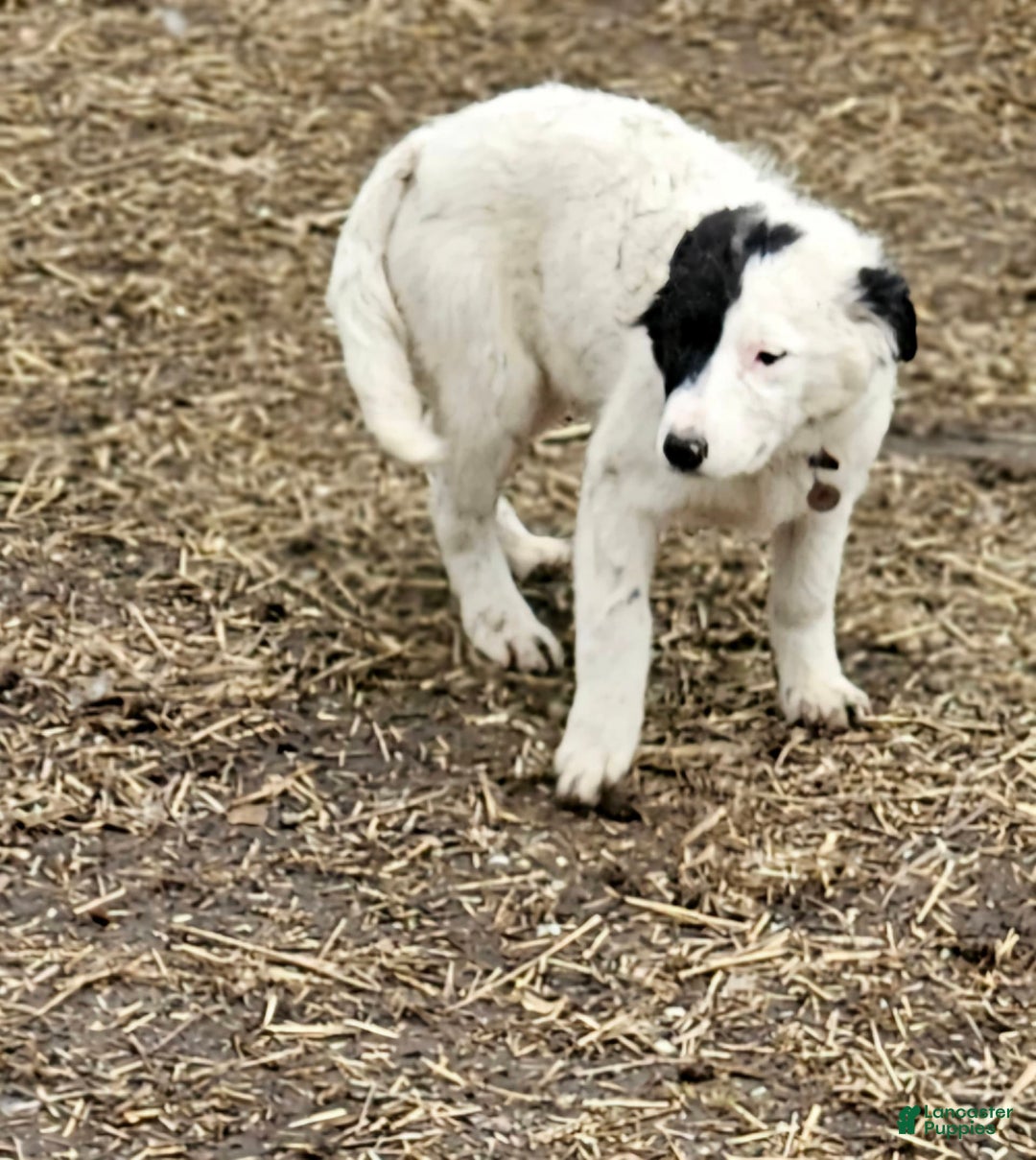 Border Collie dogs for sale: Divvy - Image 18