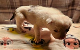 Border Collie dogs for sale: Bambi - Image 2