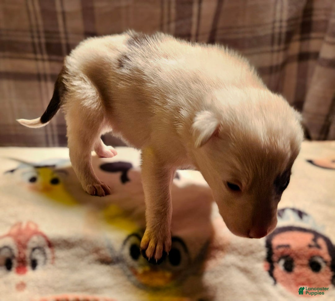 Border Collie dogs for sale: Bambi - Image 2