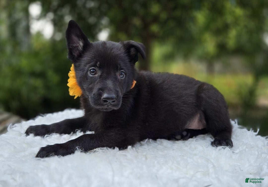 German Shepherd dogs for sale: Tracy - Image 3