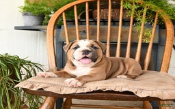 Olde English Bulldogge dogs for sale: Emerald - Image 5
