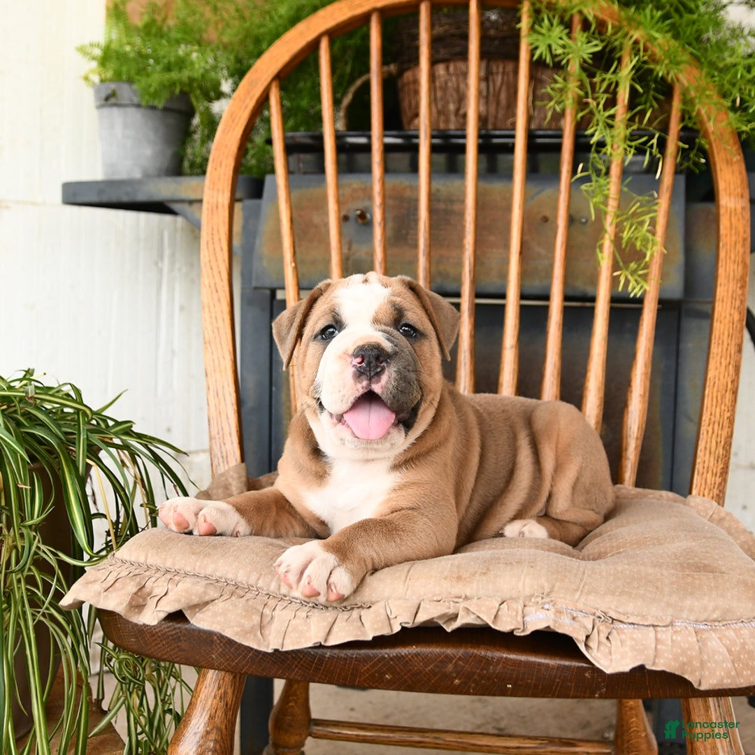 Olde English Bulldogge dogs for sale: Emerald - Image 5