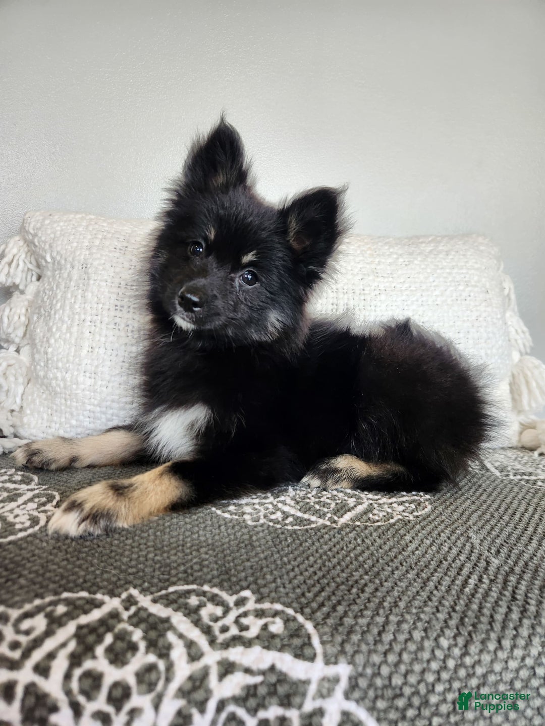 Pomsky dogs for sale: Blossom - Image 5