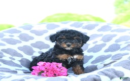 Toy Poodle dogs for sale: Khloe - Image 14