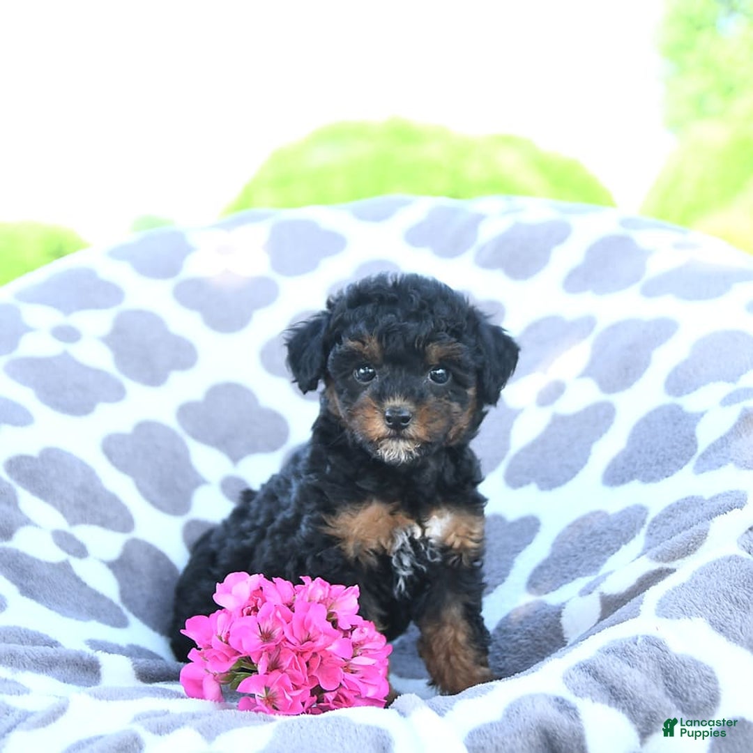 Toy Poodle dogs for sale: Khloe - Image 14