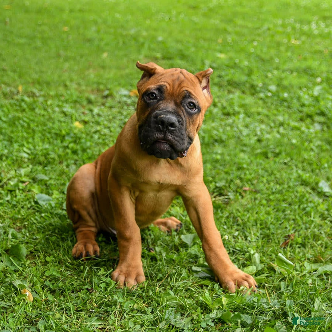 Cane Corso dogs for sale: Toby - Image 9
