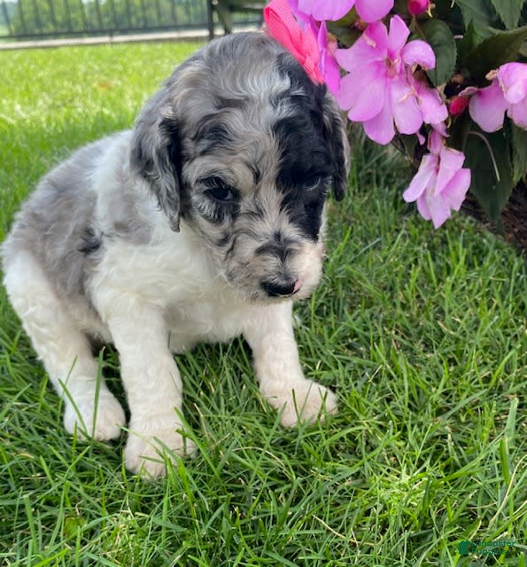 Standard Poodle dogs for sale: Robin - Image 1