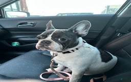 French Bulldog dogs for sale: Opie - Image 2