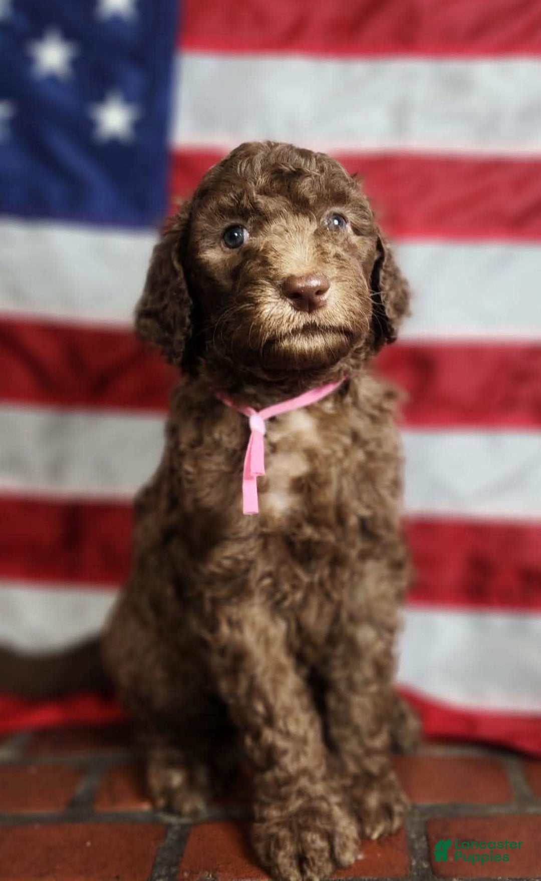Goldendoodle dogs for sale: Stella - Image 1