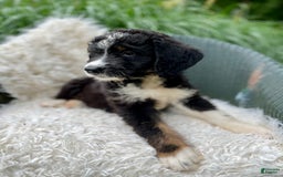 Bernedoodle dogs for sale: Chance - Image 4
