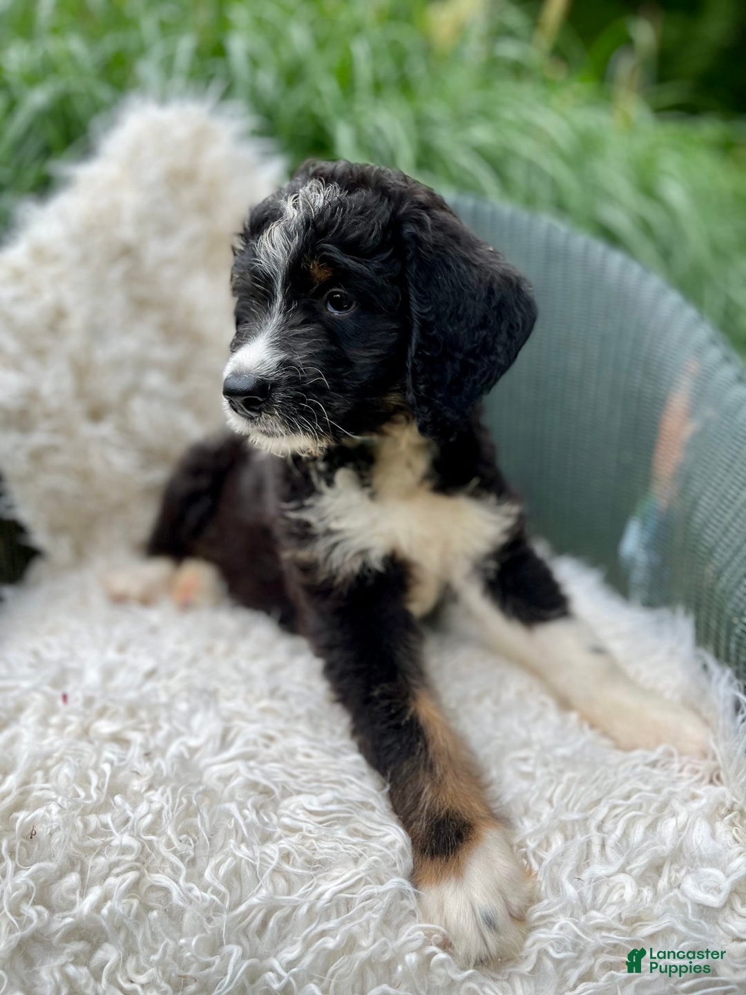 Bernedoodle dogs for sale: Chance - Image 4