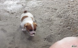 Jack Russell Terrier dogs for sale: Fillmore - Image 18