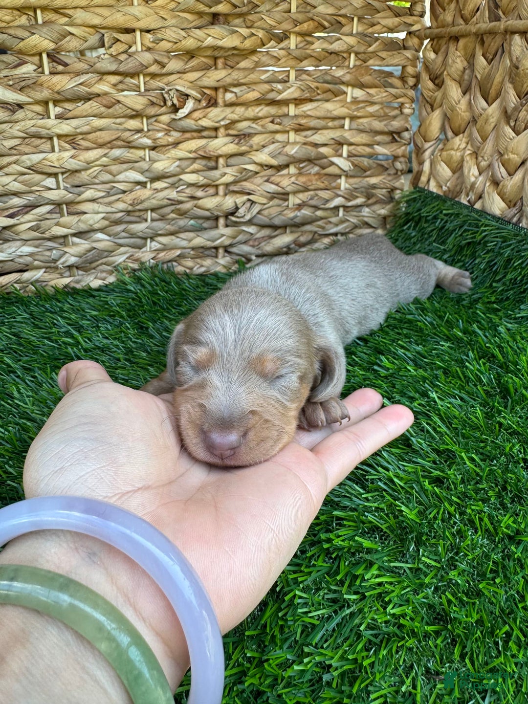 Miniature Dachshund dogs for sale: Belle - Image 3