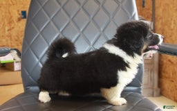 Welsh Corgi Pembroke dogs for sale: Hanna Fluffy - Image 3