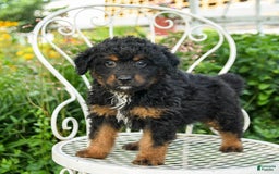 Mini Aussiedoodle dogs for sale: Miles - Image 2