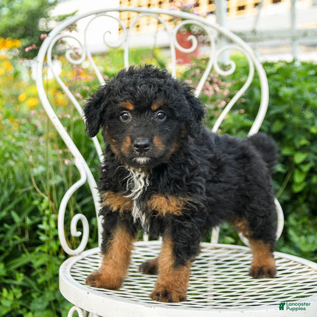 Mini Aussiedoodle dogs for sale: Miles - Image 2