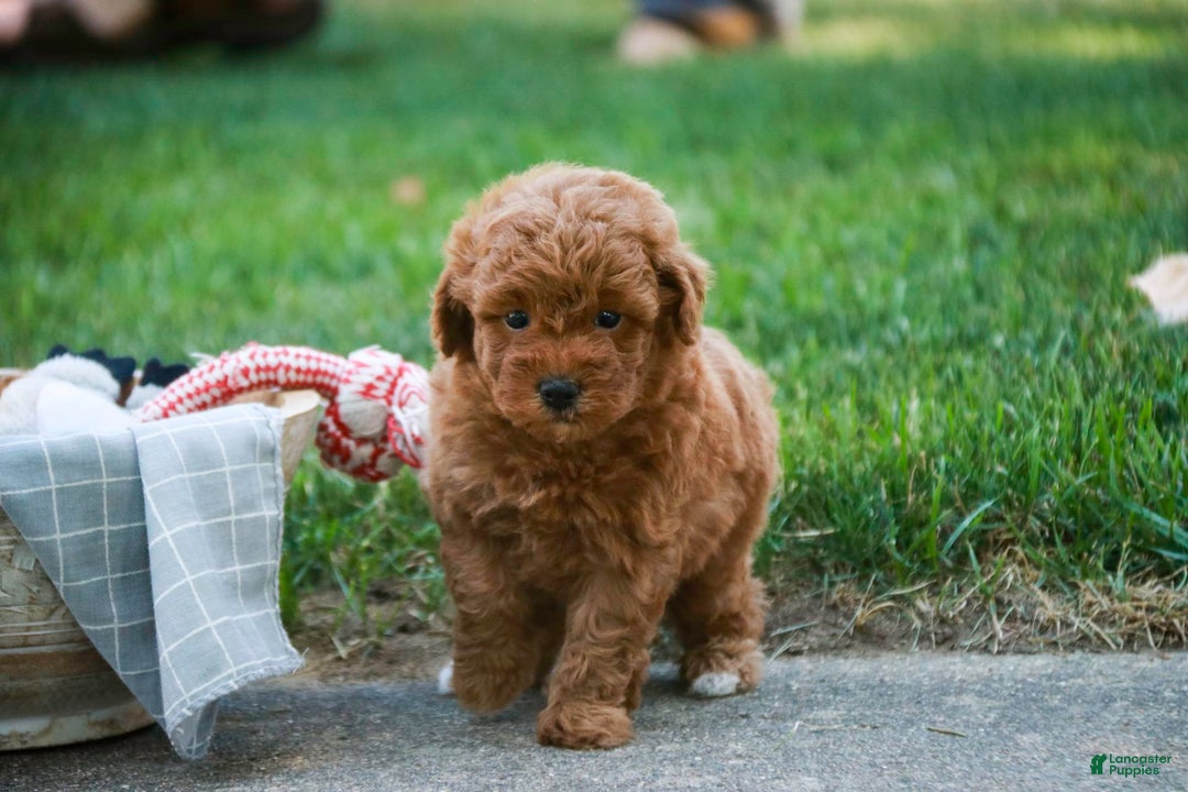 Miniature Poodle dogs for sale: Jackson - Image 4