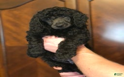 Standard Poodle dogs for sale: Standard Poodle 8 puppies - Image 2