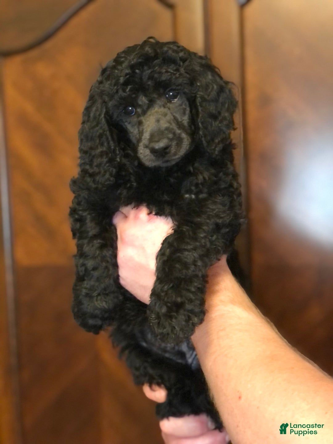 Standard Poodle dogs for sale: Standard Poodle 8 puppies - Image 2