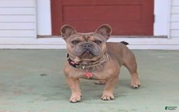 French Bulldog dogs for sale: Luna - Image 7