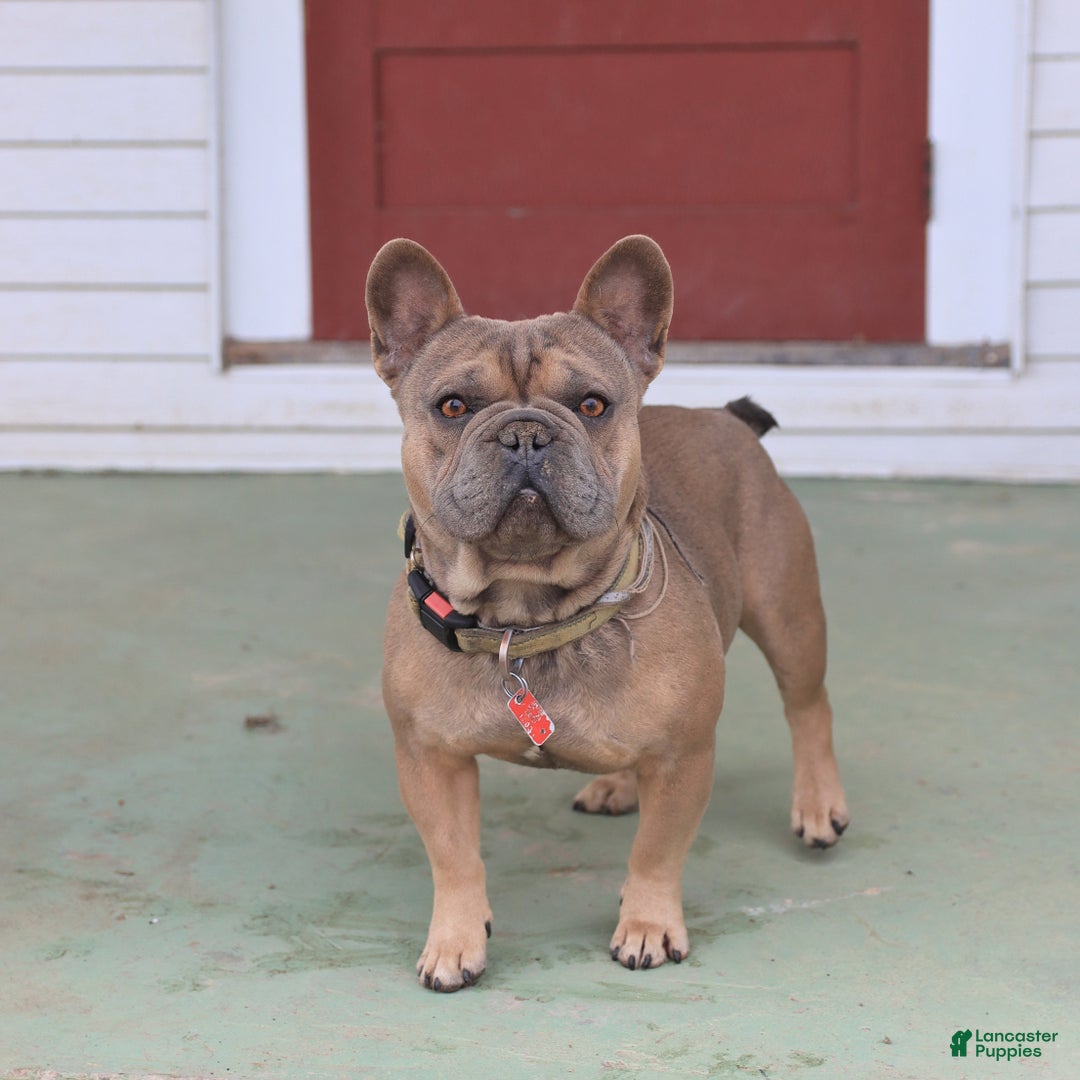 French Bulldog dogs for sale: Luna - Image 7