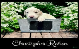 Bernedoodle dogs for sale: Christopher Robin - Image 2