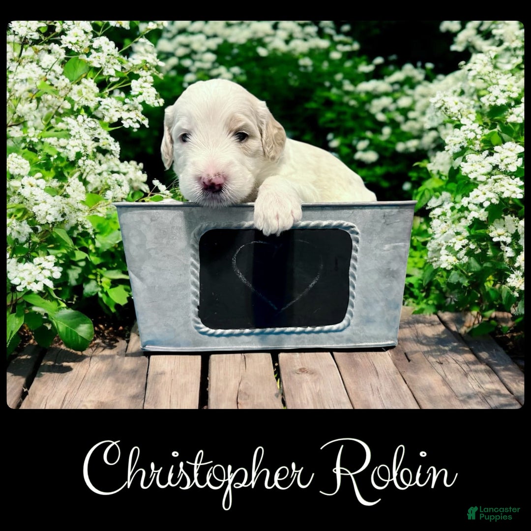 Bernedoodle dogs for sale: Christopher Robin - Image 2