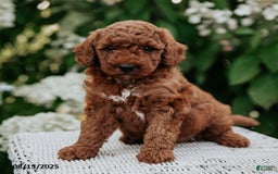 Cavapoo dogs for sale: Cavapoo 6 puppies - Image 16