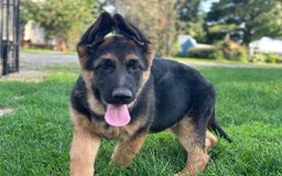 German Shepherd dogs for sale: Taz - Image 1