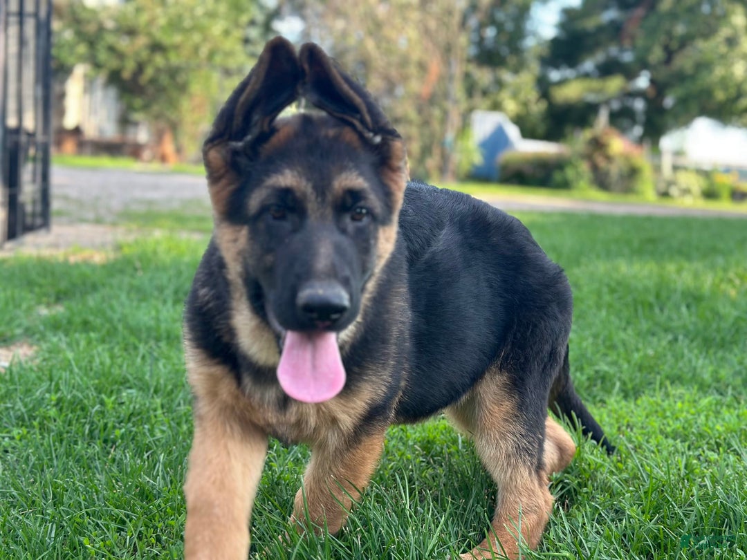 German Shepherd dogs for sale: Taz - Image 1