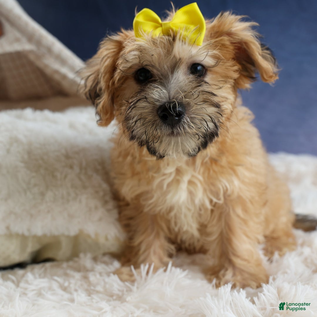 Yochon dogs for sale: Theodore - Image 1