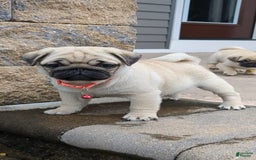Pug dogs for sale: Pug 4 puppies - Image 4