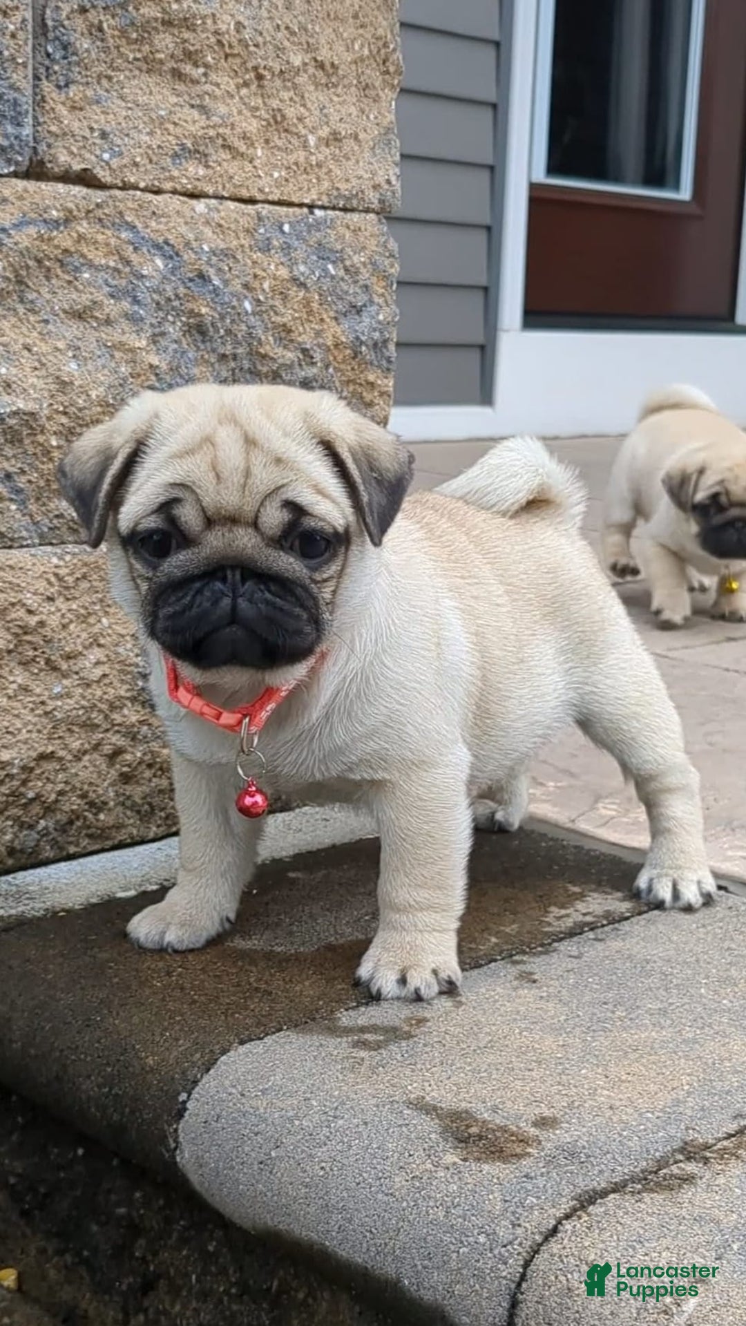 Pug dogs for sale: Pug 4 puppies - Image 4