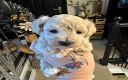 Maltipoo dogs for sale: Dave - Image 1