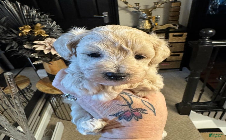 Maltipoo dogs for sale - Ad 2