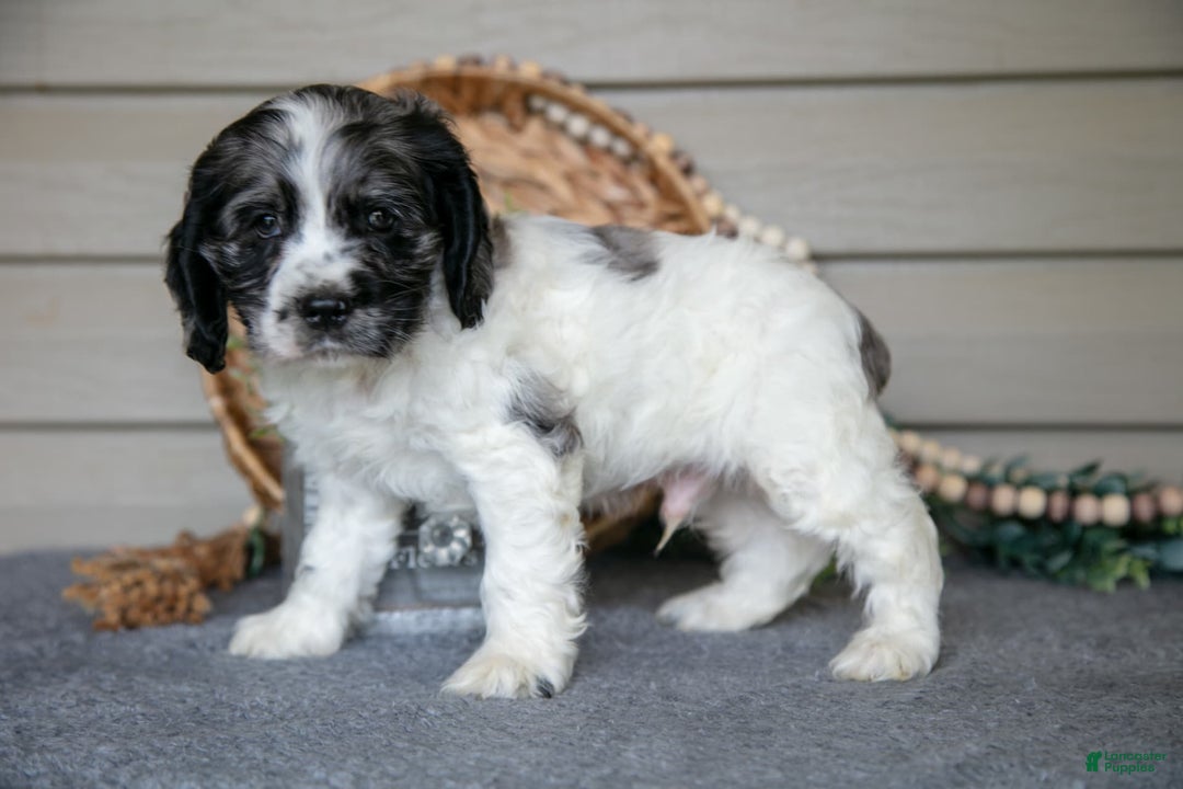 Cocker Spaniel dogs for sale: Jimbo - Image 1