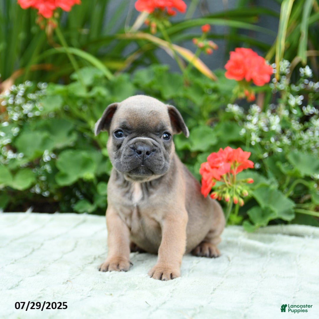 French Bulldog dogs for sale: Bluebell - Image 4