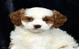 Cavapoo dogs for sale: Cavapoo 4 puppies - Image 7