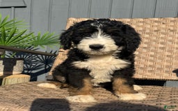 Bernedoodle dogs for sale: Lola - Image 7