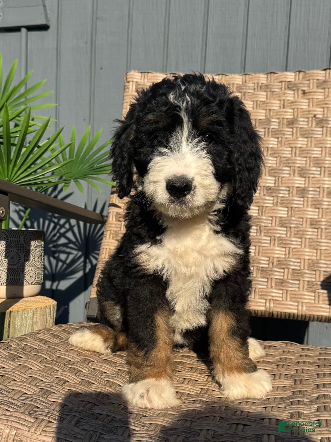 Bernedoodle dogs for sale: Lola - Image 7