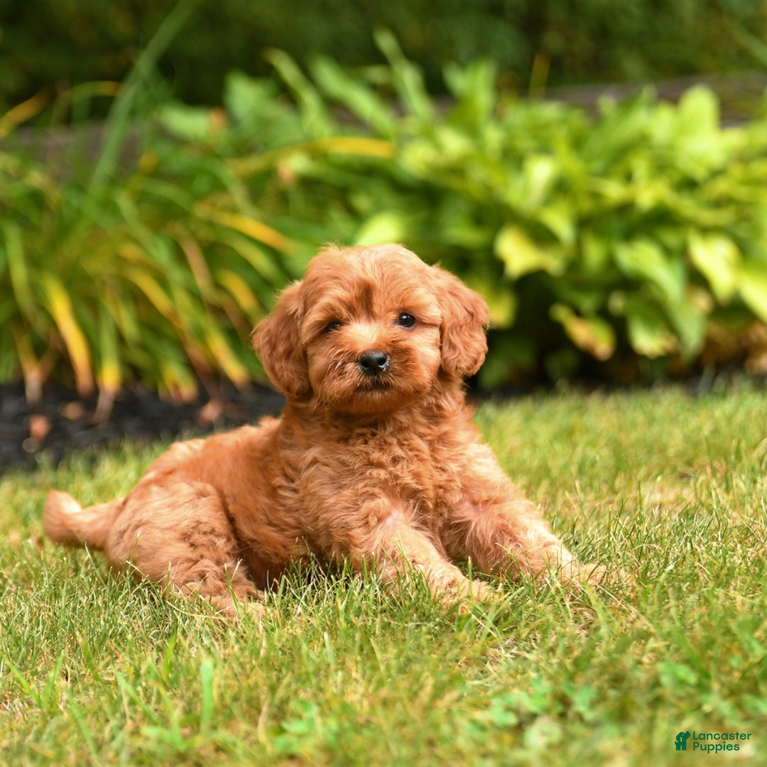 Mini Goldendoodle dogs for sale: Ruby - Image 3