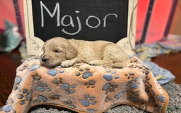 Goldendoodle dogs for sale: Major - Image 8