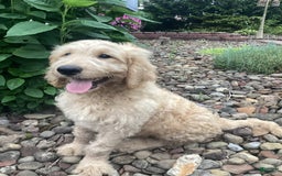 Goldendoodle dogs for sale: Hadly - Image 5