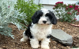 Cavapoo dogs for sale: Cade - Image 10