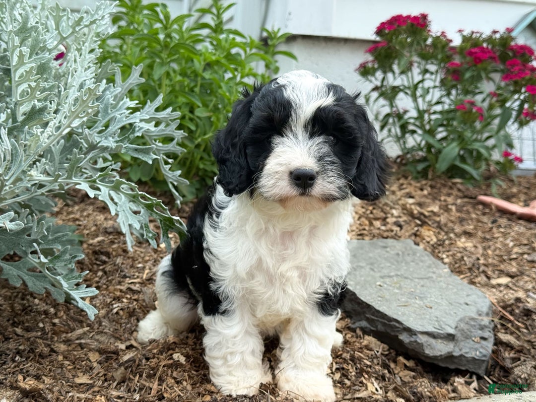 Cavapoo dogs for sale: Cade - Image 10